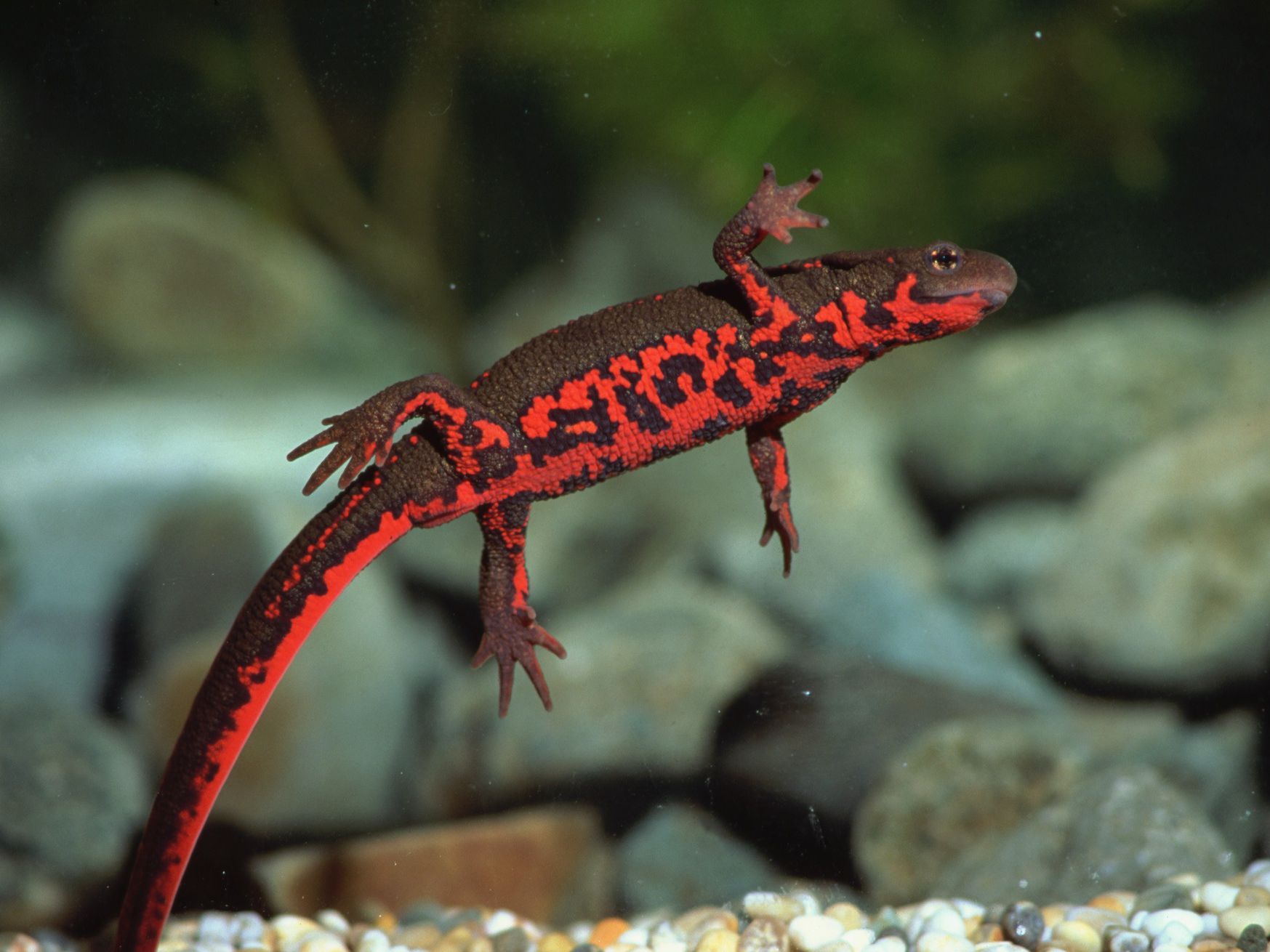 picture of japanese firebelly newt. rough skin and orange underbelly.